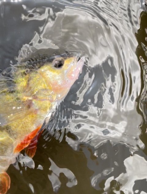 Catch and release ved aborrefiskeriet