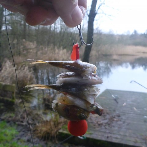 gedde fiskeri pike kebab rig agnfisk