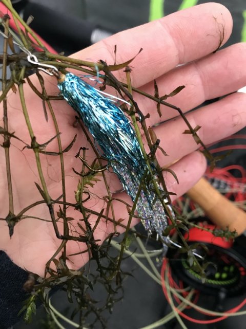 gedde flue fiskeri Borbjerg møllesø pike hecht