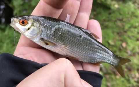 gudenåen medefiskeri