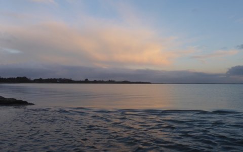 limfjorden havørred