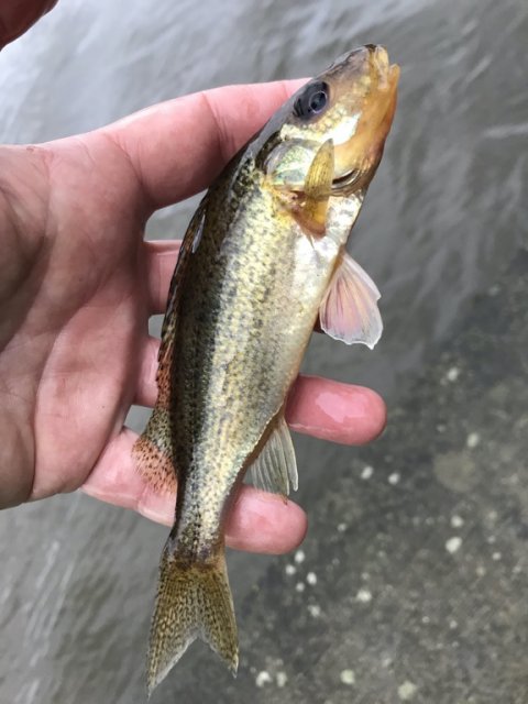 medefiskeri vonåen hork