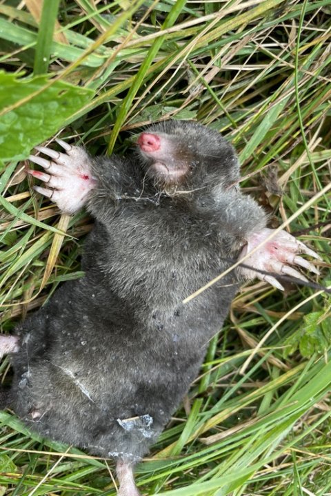 Offer for efteråret - død muldvarp i ådalen