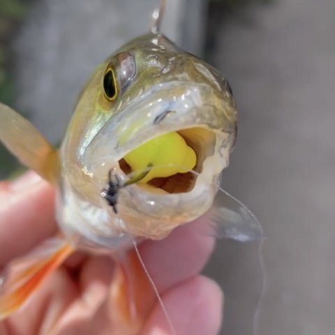 Aborre har næsten slugt Drop9 fra danske High5Lures