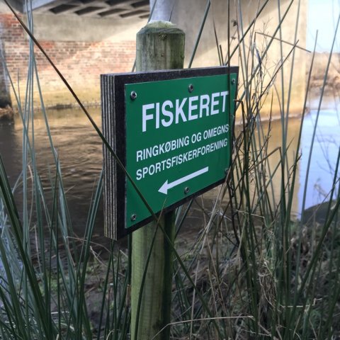 hover å ringkøbing Vestjylland angeln sportsfiskerforening ros forelle trout bækørred