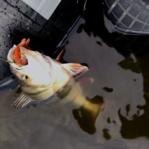 aborre barsch angeln perch ringkøbing fjord visit vestjylland