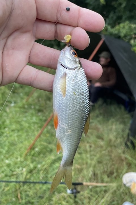 Morgen-skalle i Østjylland