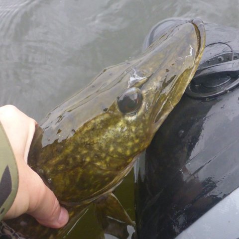 Borbjerg møllesø gedde premiere pigshad cwc flydering highrider Hecht pike
