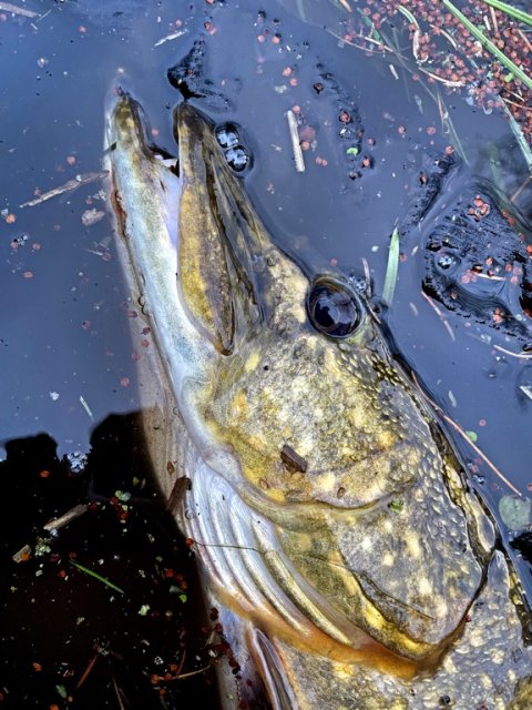 Endelig en gedde på agnfisken - portræt af en Esox