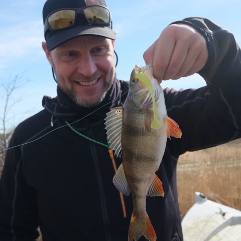 aborre vonå fiskeri ringkøbing pausefiskeren