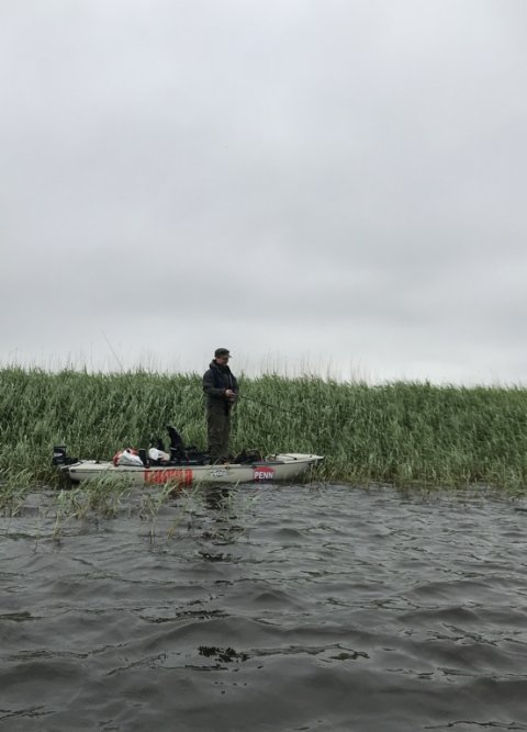fiskefoto.dk lystfiskeri vestjylland aborre angeln ringkøbing fjord