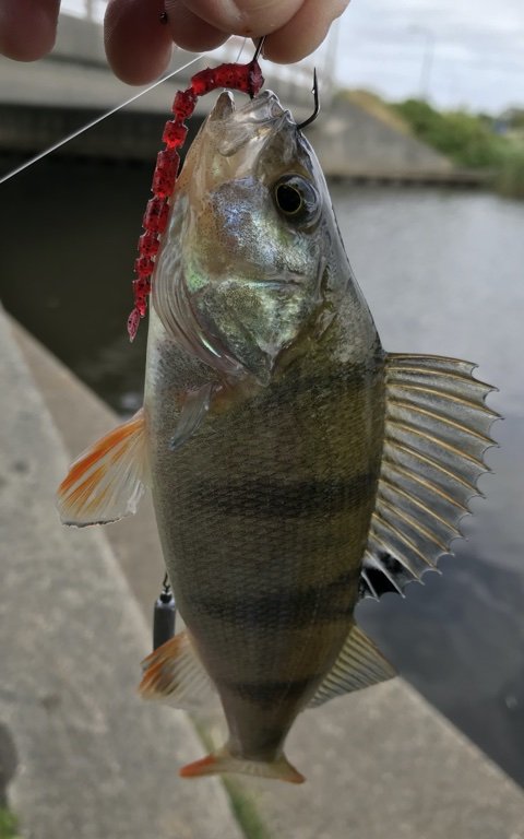 barsch perch aborre dropshot westin daiwa vonåen vestjylland angeln fishing