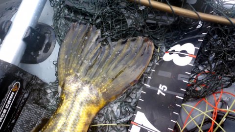 gedde fluefiskeri vision fly fishing Grand Daddy pike hecht fluefiskeri