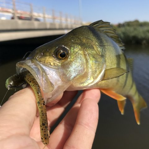 aborre perch barsch texasrig vonå vestjylland fiskeri