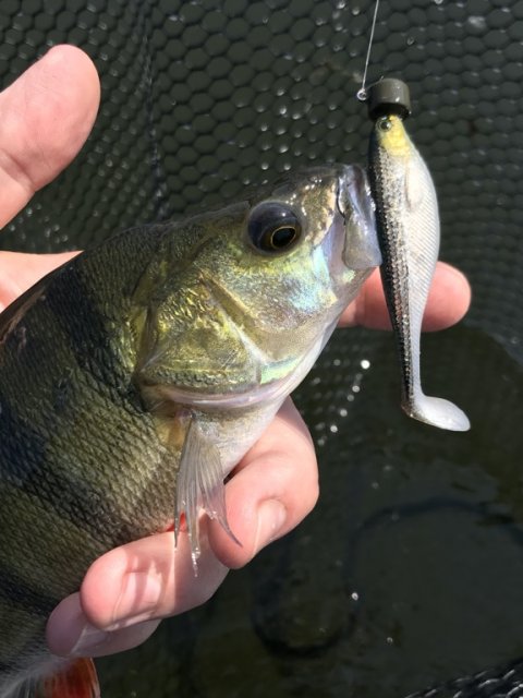 aborre fiskeri ringkøbing havn