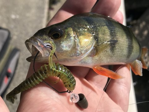 aborre texasrig perch barsch fiskeri Vestjylland vonå