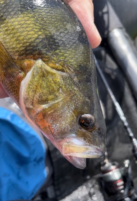 Lidt større striber - Perca fluviatilis i flotte farver