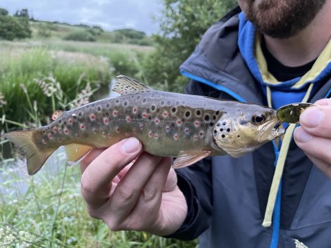 Nærbillede af den herlige fangst
