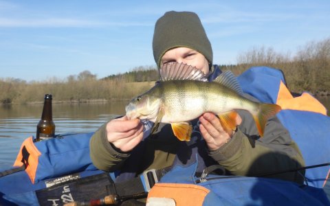 aborre perch barsch