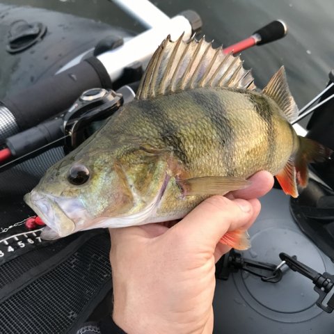 flydering aborrefiskeri multihjul triggerstang