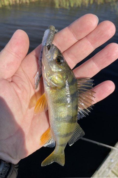 Stribet bandit fra Stadil Fjord kroget på gummi