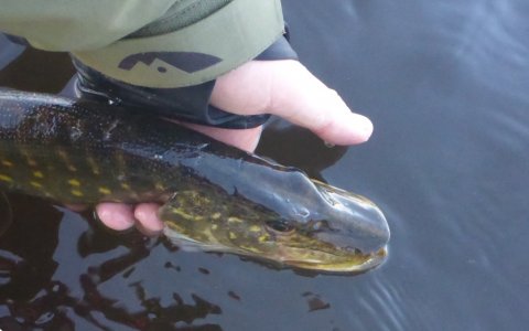 gedde vestjylland fiskeri pike hecht hobie kajak