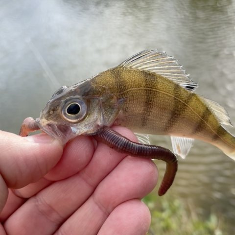 Første fangst - aborre