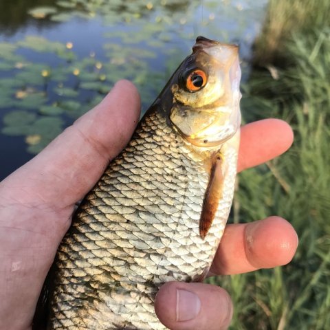 rudskalle medefiskeri flådfiskeri penneflåd