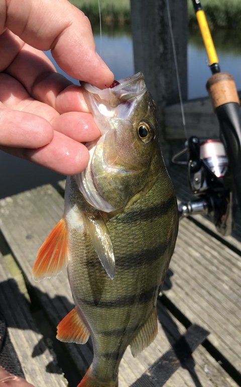 aborre barsch perch vonå dropshot westin bloodteez