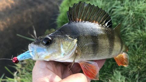 aborre perch barsch fiskeri Vestjylland strike pro cwc piglet shad