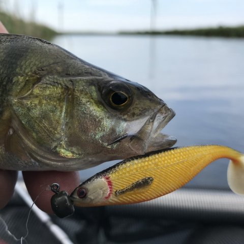 aborre perch barsch vestjylland lystfiskeri angeln highrider flydering westin shadteez