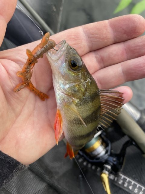 Sortstribet røver hugger på Illex Scissor Comb fisket på dropshot