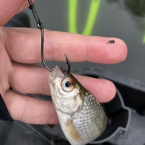 Fiskeri efter aborre med levende skalle fra flydering