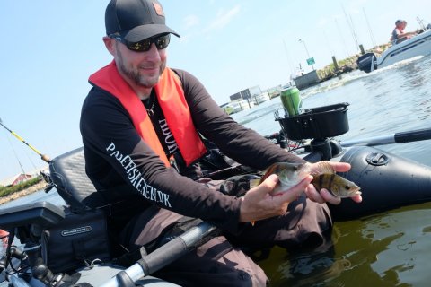 ringkøbing havn aborre fiskeri flydering highrider