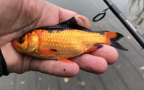 guldfisk medefiskeri karpe karusse