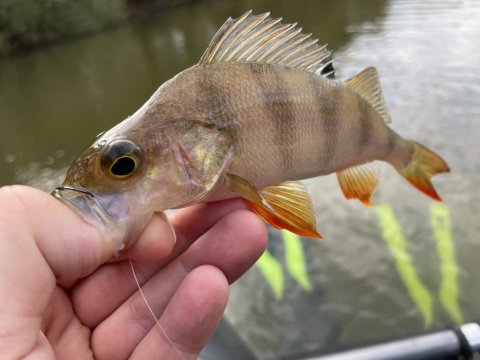 Aborre i størrelse small på dropshot-rig