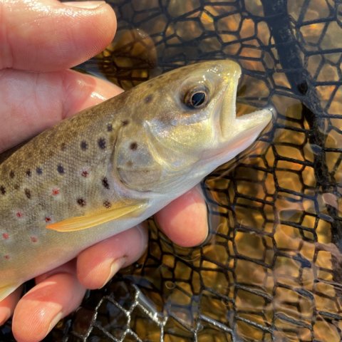 Salmo trutta fario fra Hover Å