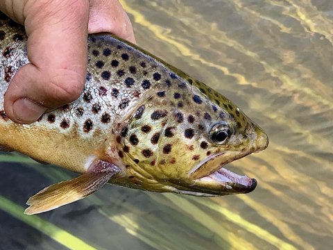 bækørred hover å Vestjylland lystfiskeri ulfiskeri ulfishing sportex black arrow G2 UL