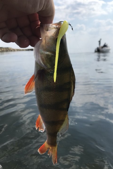 ringkøbing havn aborre fiskeri flydering