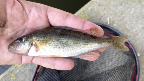 hork kaulbarsch vonå vestjylland fiskeri angeln ruffe danmarksrkord
