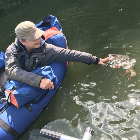 catch and release stor aborre