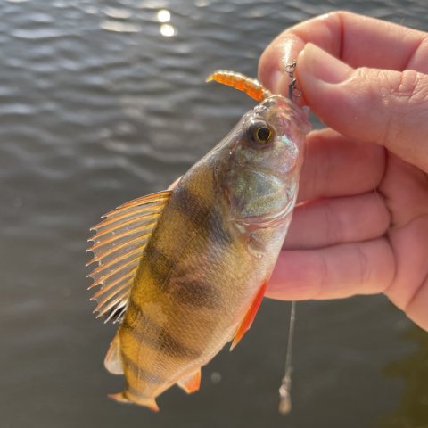 Morgenfisk er ikke altid de største - aborre fra Vonåen