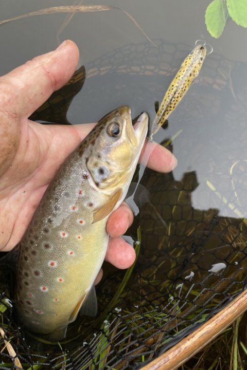 Rødplettet skønhed - herlig vestjysk bækørred