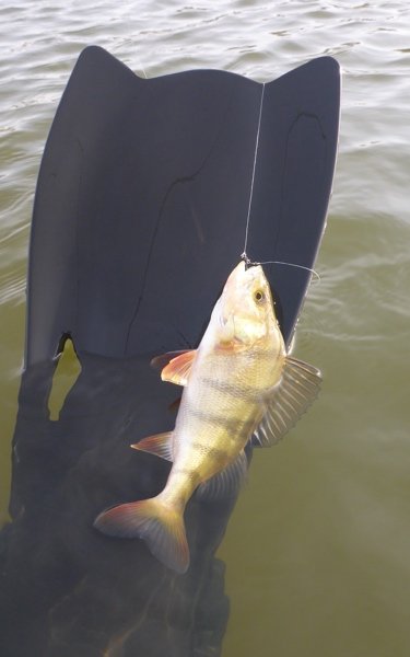 vonå aborre svømmefødder