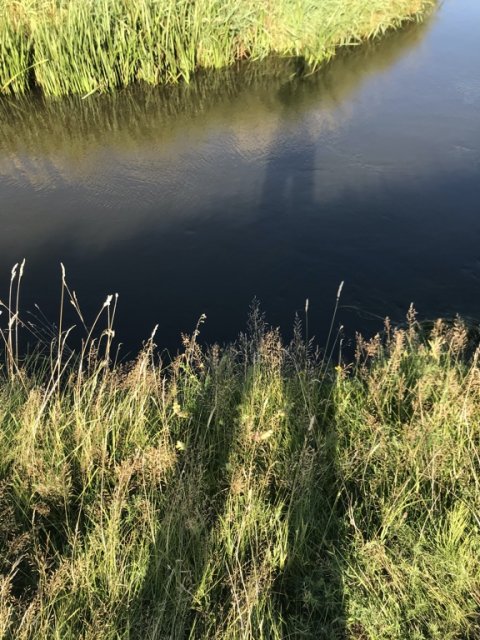 hover å bækørred ørred fiskeri Vestjylland ringkøbing