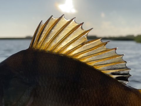 Aborrens rygfinne i modlys