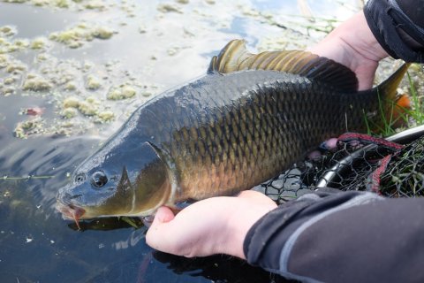 catch and release karpe