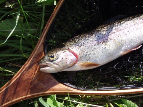 regnbueørred str. small