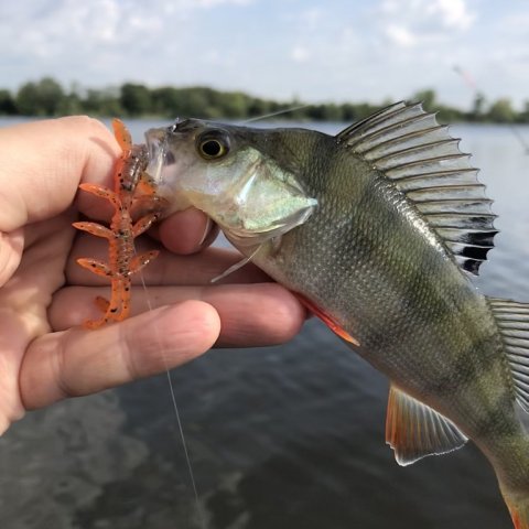 Perca fluviatilis -sortstribet røver igen på scissorcomb og dropshot
