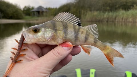 Dagens sidste Perca fluviatilis - også på dropshot og gummidyr